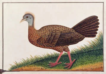 Great Argus, från Drawings of Birds from Malacca, c.1805-18 (wc på papper)